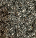 Silver 16mm Rhinestone-Single